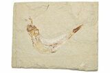 Cretaceous Fossil Fish - Lebanon #251419-1